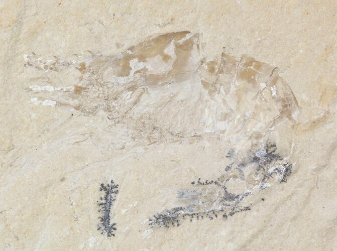 Cretaceous Fossil Shrimp - Lebanon #48557